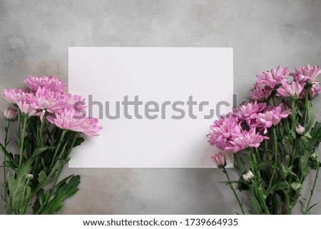 Flower card made of pink chrysanthemum and white blank paper on a gray concrete background. Creative layout with nature concept. top view, place for text
