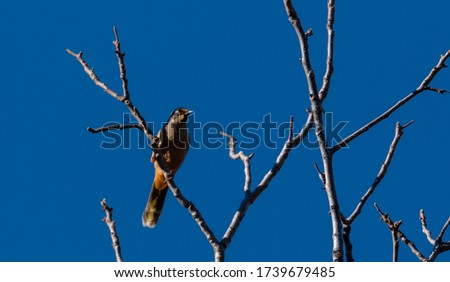 Variegated Laughing thrush bird perched on tree