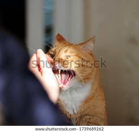Evil red cat wants to bite a man 's hand