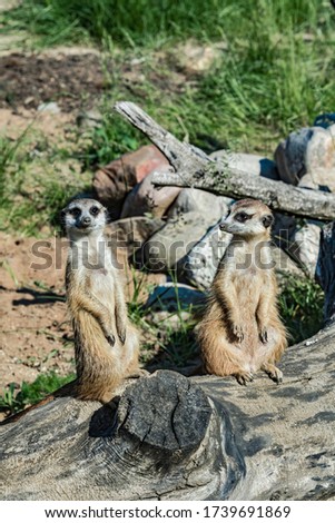 Meerkat (Suricata suricatta) in zoo