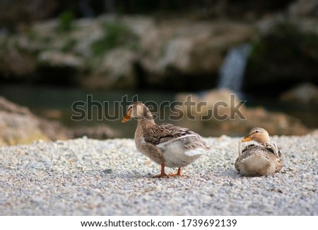Ducks resting by the water