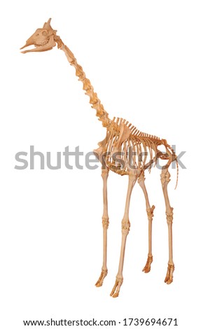 the skeleton of a giraffe isolated on white background