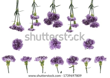 Purple carnations with green stem and leaves isolated on a white background. Flowers as a gift for a wedding or mother's day