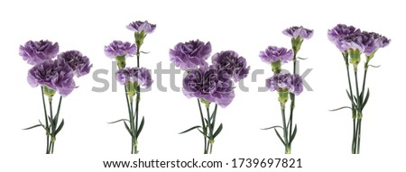 Purple carnations with green stem and leaves isolated on a white background. Flowers as a gift for a wedding or mother's day
