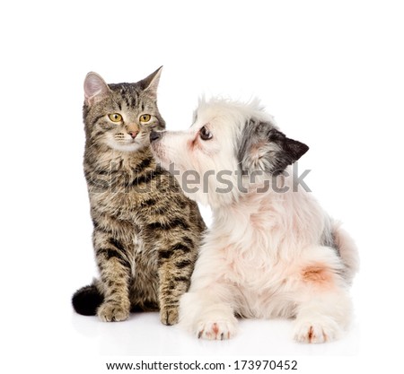 dog kisses cat. isolated on white background