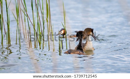 Great Crested Grebe swimming in the  ponds blue water and spread their feathers during courtship. Exotic birds with beautiful plumage. Wildlife mating season