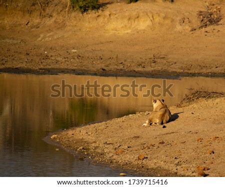 A tourist sees a lion resting beside a small pond while on a safari adventure in South Africa.