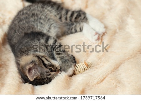 Gray tabby kitten plays on a fur blanket with a toy