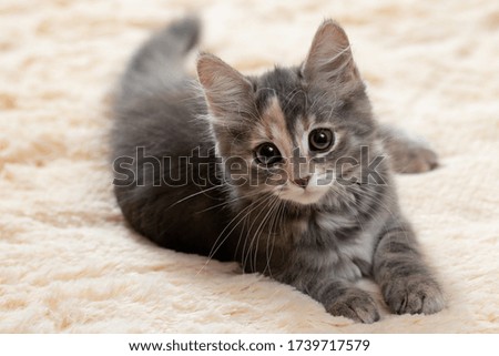 Cute gray kitten lies on a beige fur blanket