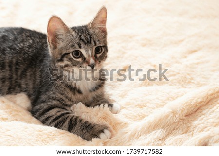 Cute gray tabby kitten lies on a beige fur blanket, horizontal image, copy space