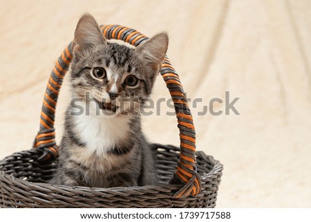 Cute gray kitten meows while sitting in a basket on a background of a cream fur plaid