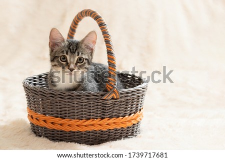 Cute gray tabby kitten sits in a wicker basket on a background of a cream fur plaid, copy space