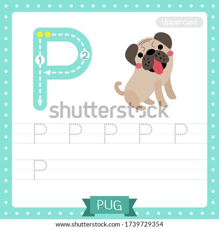 Letter P uppercase cute children colorful zoo and animals ABC alphabet tracing practice worksheet of Pug dog for kids learning English vocabulary and handwriting vector illustration.