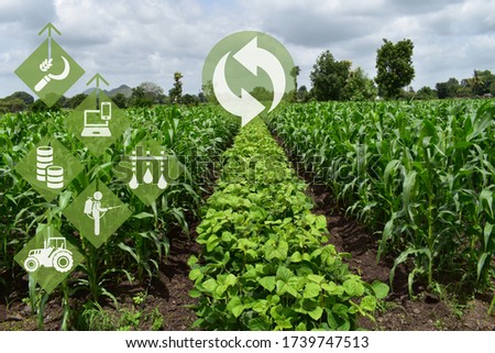 Agriculture fiel with Crop rotation and modern agriculture concept. Crop rotation of maize and legumes. Technology concept in agriculture. Companion planting in agriculture.