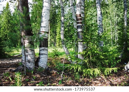  Birches and a small fir in a fir forest