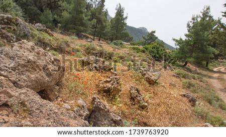 The slope of the mountain with flowering poppies and apiary in the forest in summer