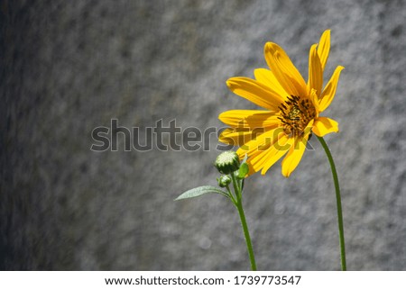 Bright yellow flower on a dark background. Spring plant. Summer.