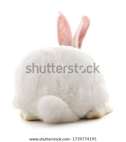 The back of a white rabbit isolated on a white background.