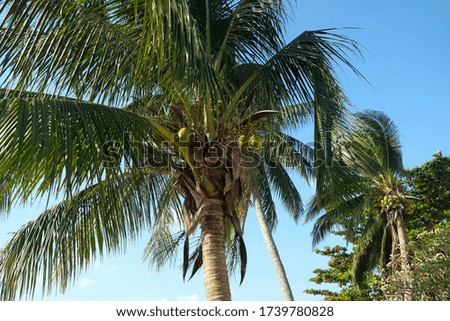 Selective Focus on big coconut tree under blue sky