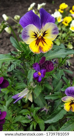 
pansies. Violet and yellow blooms. Bright buds close-up.