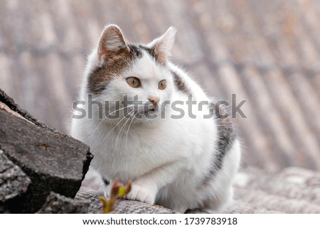 White spotted cat on the roof on a blurred background