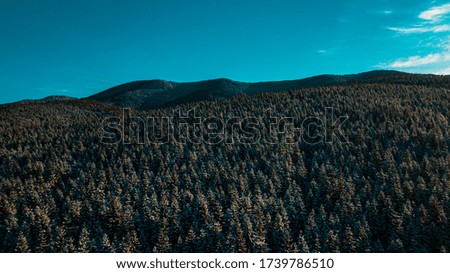 Winter Carpathian coniferous forest. Mountain range video aerial photography.
