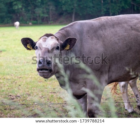 Cows grazing in a dutch farmland.