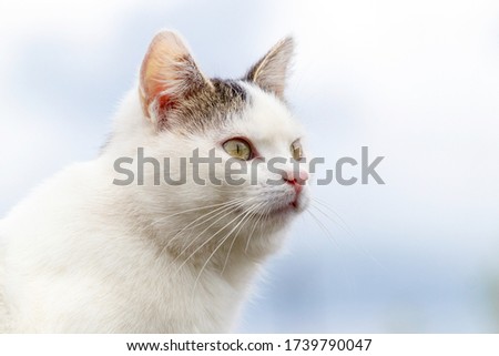 White spotted cat on a background of sky. Portrait of a cat in profile