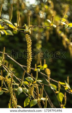Birch blossoms in spring. Birch catkins, closeup. Spring rural nature 