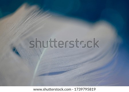 White feather with blue abstract sky heaven background texture with blur