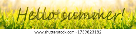 Hello summer banner. Text on photo with grass. green grass with sunlight. New season. Summer picture with grass
