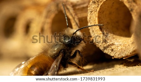 Close up of bee pollinating of a wood