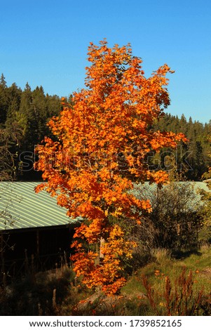 yellowed maple near a barn with a green roof against a forest under a blue sky