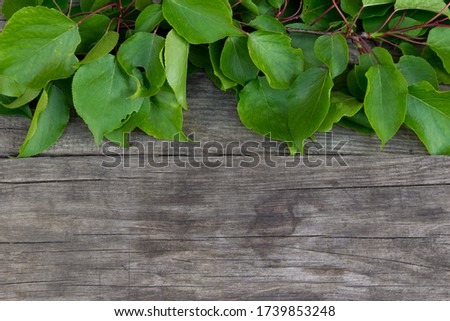 Branch with green leaves on rustic background. Free copy space.