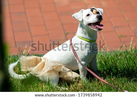 little beautiful dog Jack Russell in a fancy dress.