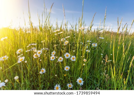 White flowers ox-eye daisy (Leucanthemum vulgare), oxeye daisy) in the spring meadow Royalty-Free Stock Photo #1739859494