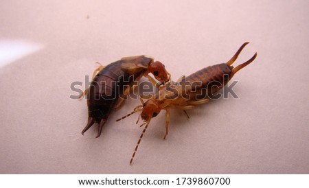 Earwigs | Female on the left, male on the right.
Close up of Earwig on white background
insect isolated
Closeup earwigs
Earwigs will use their pincers to defend themselves.
 insects, animals, animal