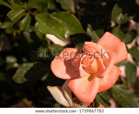 Image of beautiful blooming pink roses in a rosary in Rome, Italy