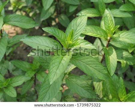 peppermint plant (scientific name Mentha x piperita) Royalty-Free Stock Photo #1739875322