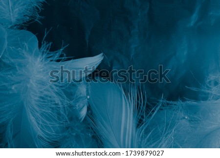 Beautiful abstract colorful white and blue feathers on black background and soft white feather texture on blue pattern and blue background, feather graphics, blue banners