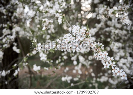 Beautiful soft focus photo of spring flowers.