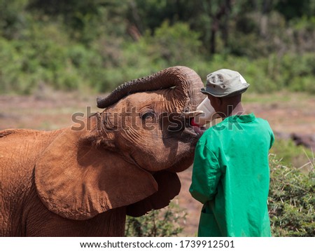 Ranger feeding orphaned baby elephant in  conservation center  Royalty-Free Stock Photo #1739912501