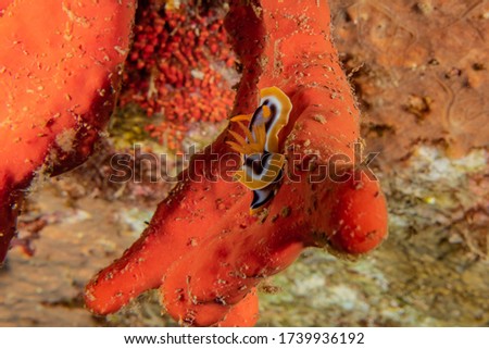 Sea slug in the Red Sea Colorful and beautiful, Eilat Israel

