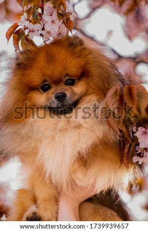Pomeranian spitz on a walk in the spring, wallpaper. Little dog on sakura background. Spitz and flowering cherry branch.