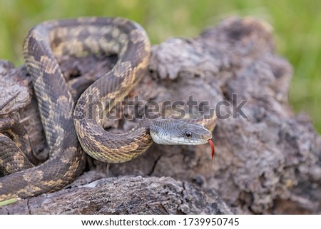 The Texas rat snake is a subspecies of rat snake, a nonvenomous found in the United States, primarily within the state of Texas, but its range extends into Louisiana, Arkansas and Oklahoma. Royalty-Free Stock Photo #1739950745