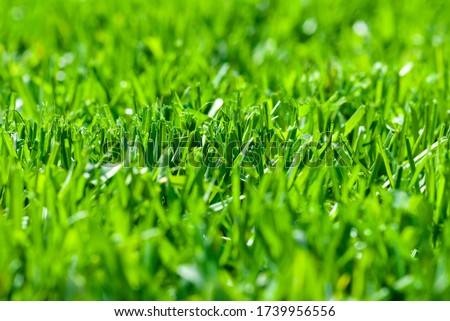 freshly cut grass, macro low angle shot with selective focus