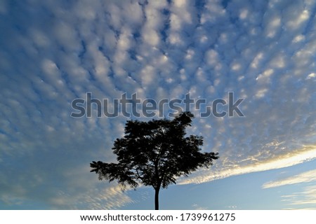The trees and vast blue sky with cloudy.