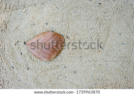 
Dry leaves fell on the sand