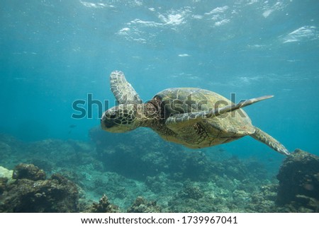 Underwater Sea Turtle Swimming over a Rocky Coral Reef in Hawaii in clear blue water