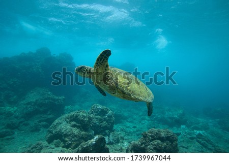 Underwater Sea Turtle Swimming over a Rocky Coral Reef in Hawaii in clear blue water